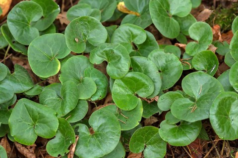 Leaves of the common asarabacca