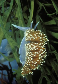 Thick-Horned Aeolid Nudibranch