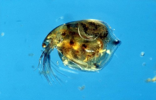 Water Flea