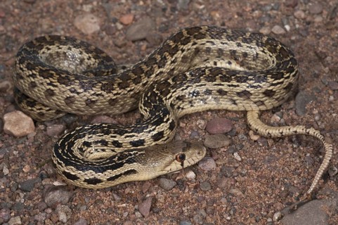 San Diego gopher snake