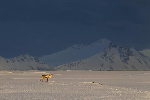 Reindeer
