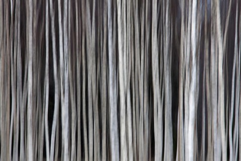 Tree trunks of Silver birch