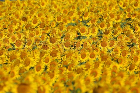 Field with sunflowers