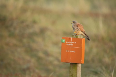 Common kestrel