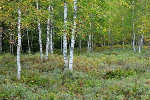 Birch forest and blueberry bushes in the high moor near Les Ponts-de-Martel