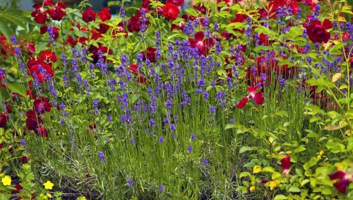 Roses in a lavender bed