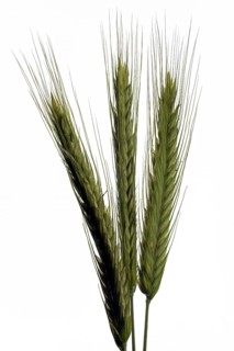 Rye