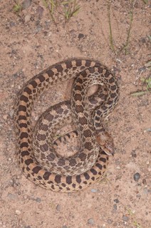 Texas bull snake