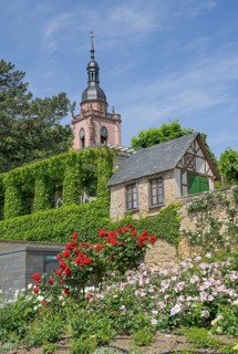 Rose garden