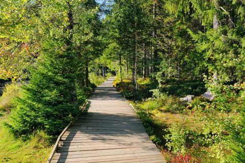 Wooden path in the forest along the Etang de la Gruere mire lake in the canton of Jura