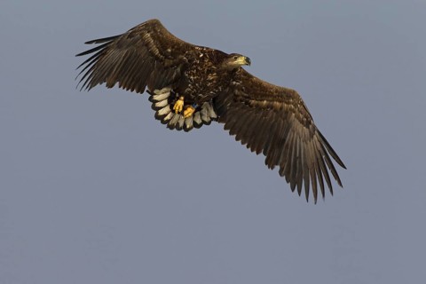 White-tailed Eagle
