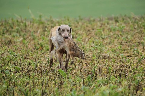 Hunting dog Weimaraner shorthair retrieves hare
