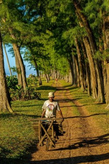 Man walking through the artifical planted tree line