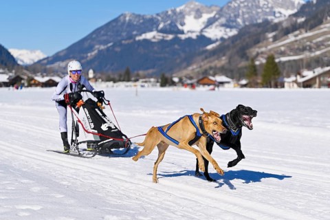 Musher with two European sled dogs