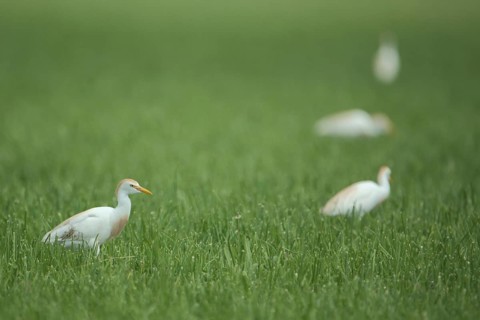 Four cattle egret