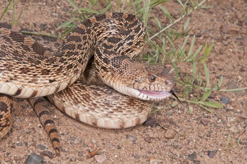 Texas bull snake