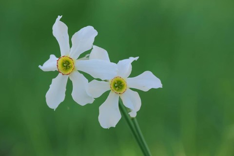Two poet's daffodil