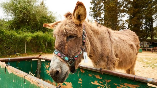 Donkey eats from feeding trough