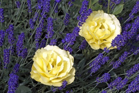 Bedding Rose Gold Spring Tantau 1988
