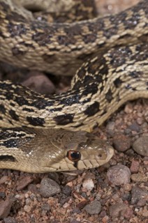 San Diego gopher snake