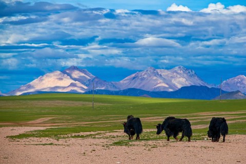Yaks on a open wide tibetan landscape along the road from Tsochen to Lhasa