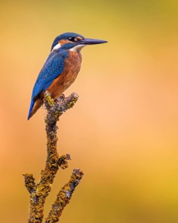 Common kingfisher