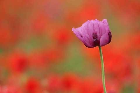 Flower of the opium poppy