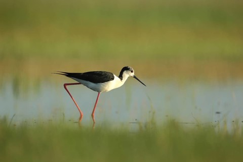 Black-winged Black-winged Stilt
