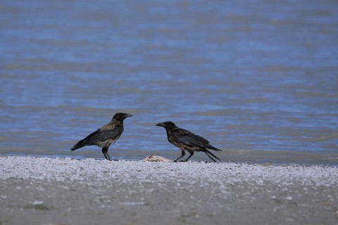 Two hooded crow
