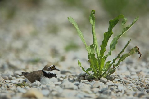 Little Ringed Plover