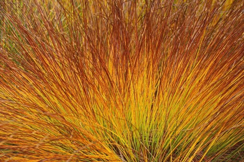Grass tuft of rusty-red donkeykey
