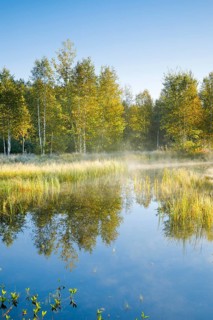 The first rays of sunlight bathe the birch forest and grasses in a warm light