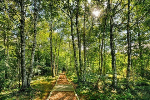 Forest path in the birch forest near Les Ponts-de-Martel in the canton of Neuchatel