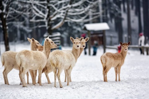 White fallow deer