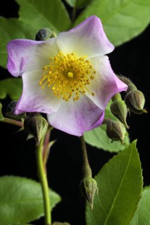 Rambler shrub rose