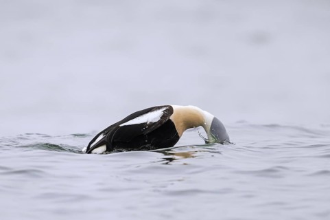 King eider