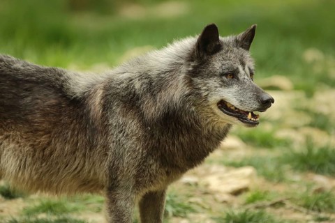 Mackenzie valley wolf