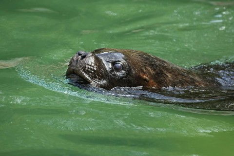 South american sea lion