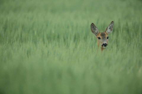 European roe deer