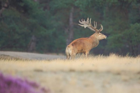 Red deer