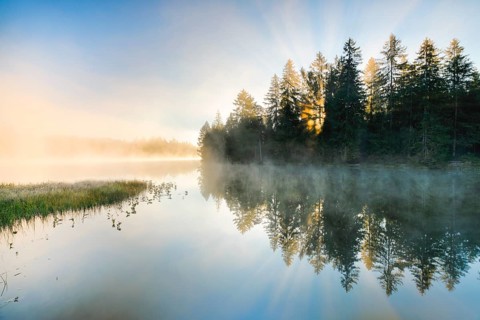 Rays of sunshine make their way through forest and fog at the mirror-smooth moorland lake Etang de la Gruere in the canton of Jura