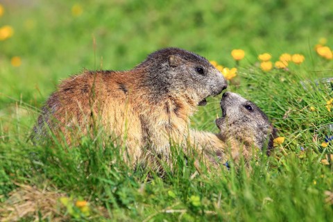 Alpine marmot couple kissing in alpine flower meadow