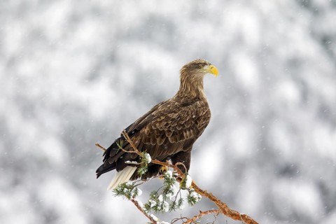 White-tailed Eagle