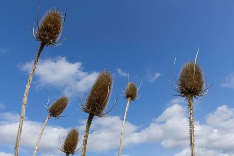 Wild teasels