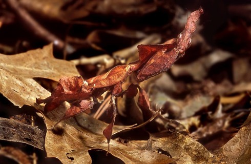 Ghost Mantis