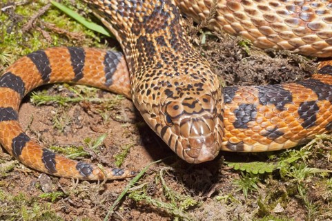 West Texas bull snake