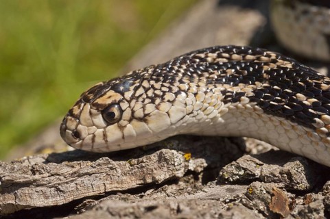 Northern pine snake