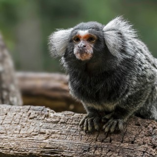 Common marmoset