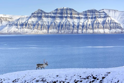 Svalbard reindeer