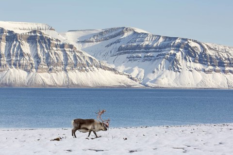 Svalbard reindeer